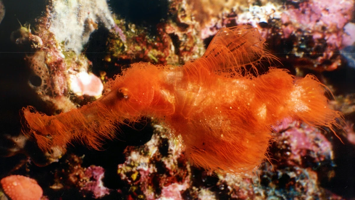 La extraña nueva especie de pez descubierta en Australia bautizada como un personaje de Barrio Sésamo
