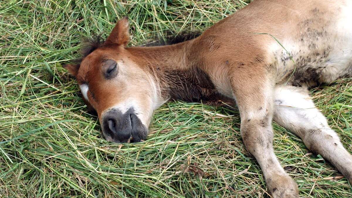 Macabro crimen en Villaquilambre: matan a un poni cortándole el cuello y arrancándole las patas traseras