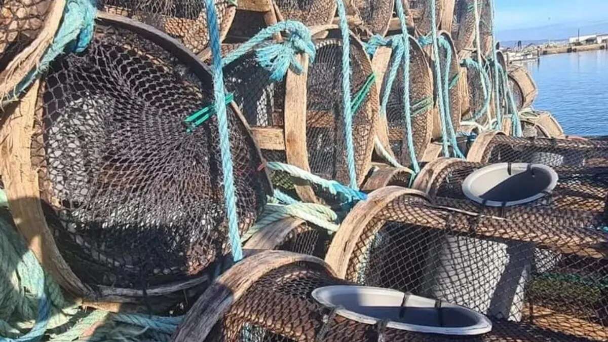 El camarón crece entre bateas en las Rías Baixas y su tradicional arte de pesca