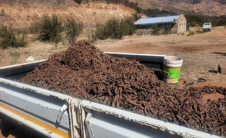 Outdated Laws Threaten Lesotho's Protected Plant Species