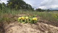 В Україні серед лісу квітнуть кактуси, вчені попереджають про небезпеку