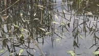 На Житомирщині виявили масову загибель риби в річці Ірша