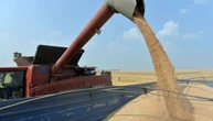 На Півдні стартували жнива - аграрії збирають озимі ячмінь та горох