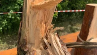 На Рівненщині буревій знищив понад 700 гектарів лісу