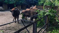 У Київському зоопарку буревій пошкодив вольєр єнотів та огорожу в альпак