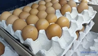 Україна у квітні збільшила експорт курячих яєць на майже 40%