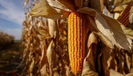 Експорт української кукурудзи сягнув 19,51 мільйона тонн