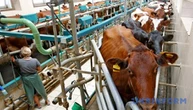 В Україні у квітні скоротилося виробництво молока