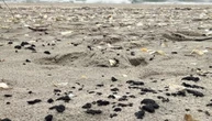 На узбережжі Одещини знайшли нову ділянку, забруднену мазутом