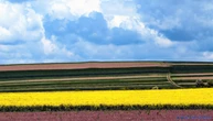 Урожай ріпаку в Україні може виявитись меншим, ніж прогнозує USDA