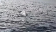 Біля берегів Туреччини в Чорному морі виявили ще один морський дрон