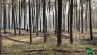 На Черкащині через пожежі внаслідок падіння уламків ракет пошкоджені майже 6 гектарів лісу