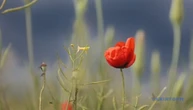 В Україні цього тижня вдень до +29°, подекуди короткочасні дощі та грози