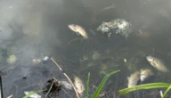 У водоймі на Житомирщині виявили масову загибель риби