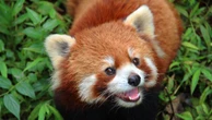 Nato un panda rosso allo zoo di Lisbona. Il cucciolo muove i suoi primi passi