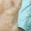 BioPuff, l’alternativa ecologica alla piuma d’oca si realizza partendo dai giunchi