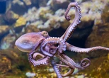 Robot ispirati ai polpi: dai tentacoli la tecnologia del futuro
