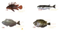 Il pesce scorpione e le altre pericolose specie aliene che stanno invadendo i nostri mari