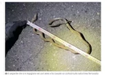 Serpente di un metro manda in tilt l’alta velocità in Giappone. E no, non era sui binari