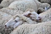 Blue tongue, scoperto in Sardegna il sierotipo 5: “Mai rilevato prima in Europa”. Finora era presente solo negli Usa