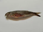 Triglia aliena del Mar Rosso a Torre del Greco (Napoli). Il professore: “Tirreno capolinea naturale delle specie lessepsiane”