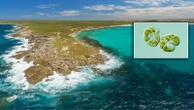 Alga tossica in Australia: devastato l’ecosistema marino e la sua diffusione non si ferma