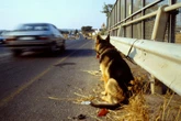 L’abbandono di animali cresce in estate: la mappa del fenomeno in Italia