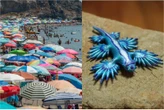 In Spagna l’ondata di caldo più feroce di sempre: incendi e vittime. E sulle spiagge è allarme drago blu
