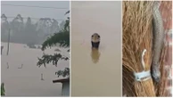 Invasione di serpenti dopo l’alluvione in Cina. “Migliaia di rettili fuggiti dagli allevamenti, anche cobra dal veleno letale”