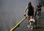 Attenzione al colpo di calore nei cani: le razze più a rischio, i sintomi, come riconoscerlo e i rimedi