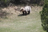 Parco dello Stelvio, a tu per tu con l’orso bruno: scatta la foto e poi fugge sul tetto di una baita