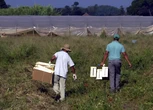 La piaga del caporalato. Braccianti indiani come schiavi. Erano costretti a lavorare gratis