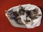 Migliaia di utenti condividono video di gatti torturati: l'inchiesta della Bbc che ha sconvolto il mondo