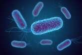 Escherichia Coli nel formaggio, ritirati una ventina di lotti di Puzzone di Moena di Predazzo e Moena Dop