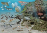 Specie aliene o profughi climatici? Anche gli animali vanno sotto stress: in fuga per il caldo