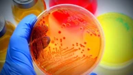 Il piccolo Alessio Pio ucciso dal batterio killer preso all’asilo: la pista dell’infezione letale da Clostridium difficile