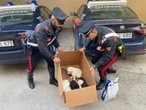 Ddl animali è legge: carcere per chi li maltratta. Aumentate le pene. Ecco cosa prevedono i 15 articoli