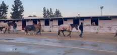 Los Angeles: un’arca di Noè nell’inferno degli incendi, così sono stati salvati cavalli e altri animali