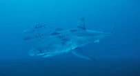 Uno squalo bianco nel Canale di Sicilia, il faccia a faccia con i sub. Il video dell’incontro