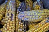 Lo spettro di un potente fungo tossico negli Usa: coppia di ricercatori cinesi nel mirino