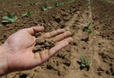 Cinque cose da sapere sul prossimo fondo agricolo dell’UE