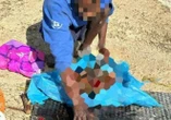Sezze (Latina) choc: fa a pezzi un cane. Sorpreso dai volontari Fipsas l’uomo è fuggito con i resti
