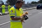 Catania, allarme per un gattino in tangenziale. È fuggito dall’auto della padrona: salvato dai cantonieri. Il video