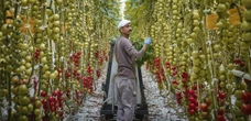 La lotteria del decreto flussi: tanti clic, pochi arrivi. Dalle domande ai permessi: il percorso a ostacoli dell’immigrazione legale per lavoro