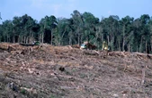 I ministri dell’Agricoltura si oppongono alle norme UE sulla deforestazione
