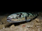 Pesce palla argenteo, il caldo avvicina la specie killer anche al Mediterraneo. Bagnanti morsi: è allerta