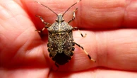 Nuova cimice aliena scoperta in Italia. L’entomologo Enzo Moretto: “Animale autostoppista, vi racconto come l’ho trovato”
