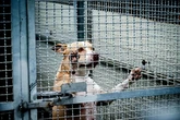 Cani denutriti e abbandonati sui balconi di casa: la triste estate di pitbull e compagni