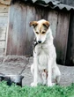 I diritti degli animali: "Sono esseri senzienti. In cella chi li maltratta"
