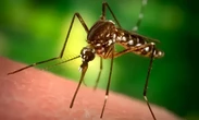 Zanzare, come usare i repellenti con efficacia: cosa svela l’ultimo studio